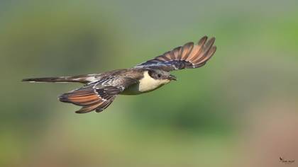 Great Spotted Cuckoo