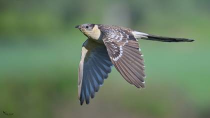 Great Spotted Cuckoo