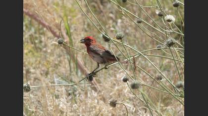 Common Rosefinch