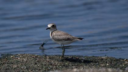 Greater Sand Plover