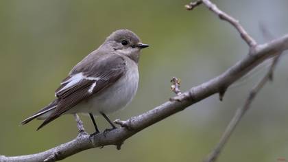 Semicollared Flycatcher