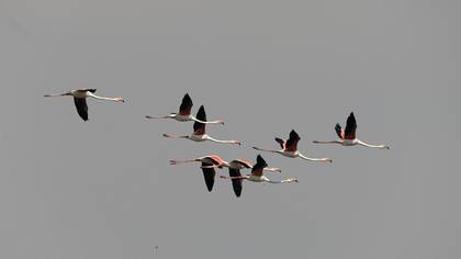 Greater Flamingo