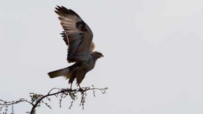 Long-legged Buzzard