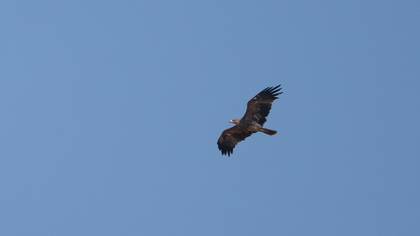 Eastern Imperial Eagle
