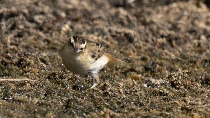 Sedge Warbler
