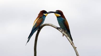European Bee-eater