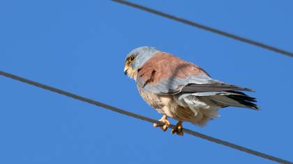 Lesser Kestrel