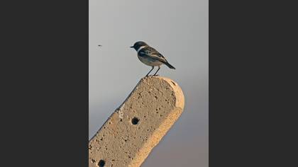 European Stonechat