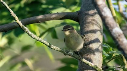 Common Chiffchaff
