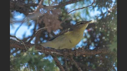 Willow Warbler
