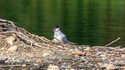Common Tern