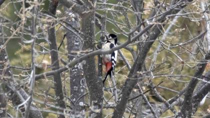 Syrian Woodpecker