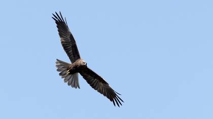 Western Marsh Harrier