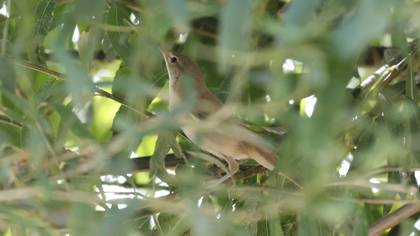 Marsh Warbler