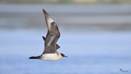 Parasitic Jaeger