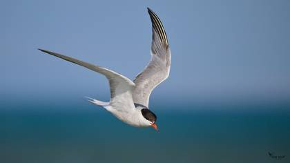 Common Tern