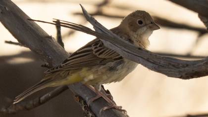 Black-headed Bunting