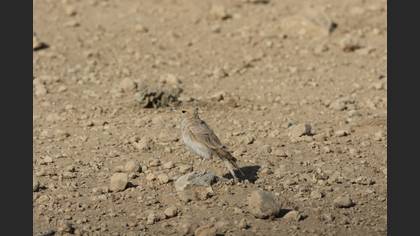 Bar-tailed Lark