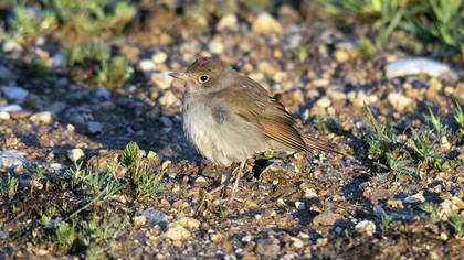 Common Nightingale