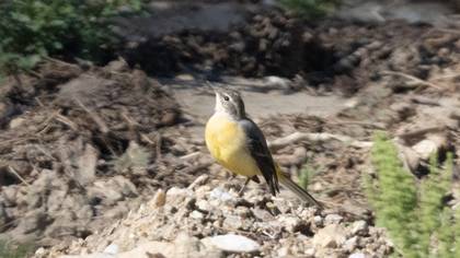 Grey Wagtail