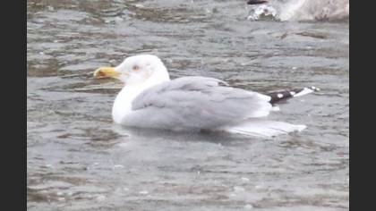 European Herring Gull