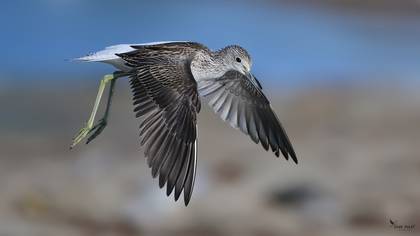 Common Greenshank