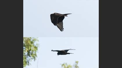 Western Marsh Harrier