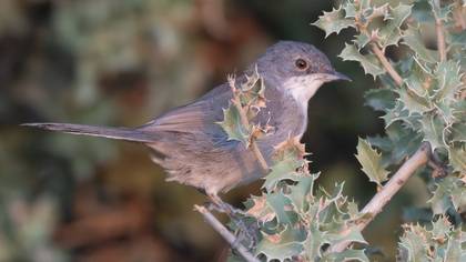 Subalpine Warbler
