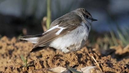 Collared Flycatcher