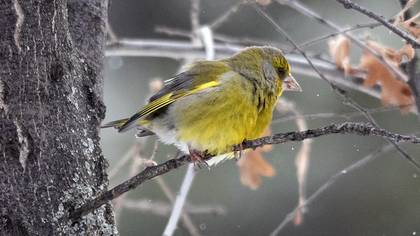 European Greenfinch