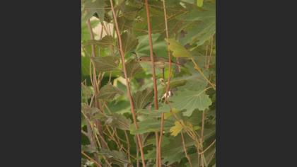 Upcher`s Warbler