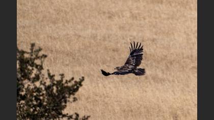 Eastern Imperial Eagle