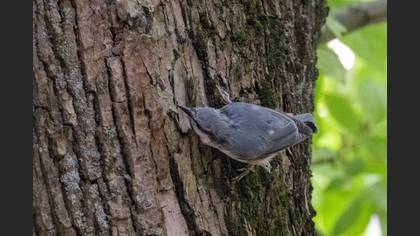 Eurasian Nuthatch