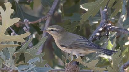 Willow Warbler