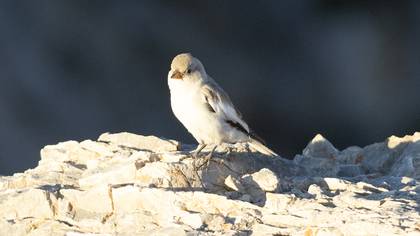 White-winged Snowfinch