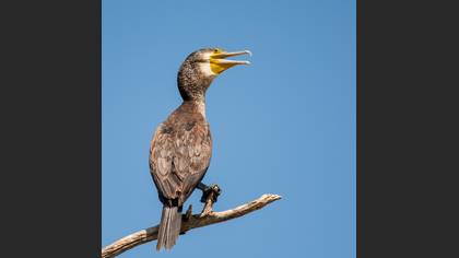 Great Cormorant