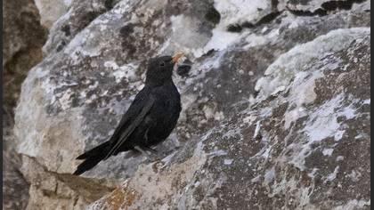 Common Blackbird