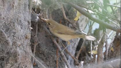 Marsh Warbler