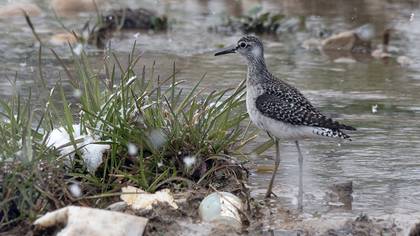 Wood Sandpiper