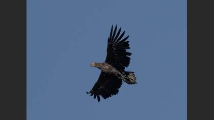 White-tailed Eagle