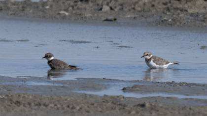 Little Ringed Plover