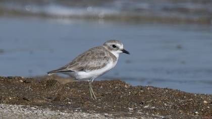 Tibetan Sand Plover