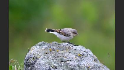 Northern Wheatear