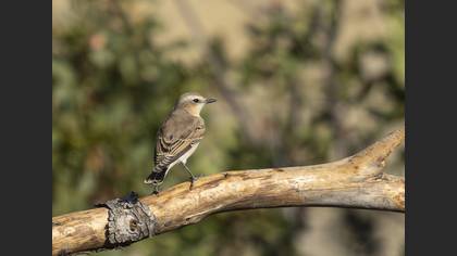 Northern Wheatear