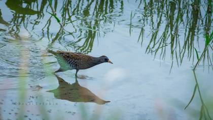 Spotted Crake