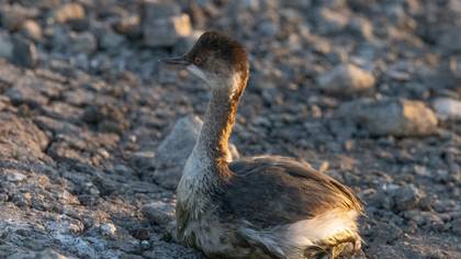 Black-necked Grebe