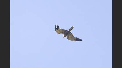 Western Marsh Harrier
