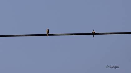 Zitting Cisticola