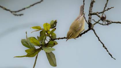 Willow Warbler