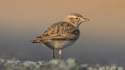 Greater Short-toed Lark